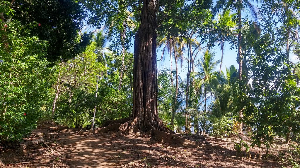 strangler fig