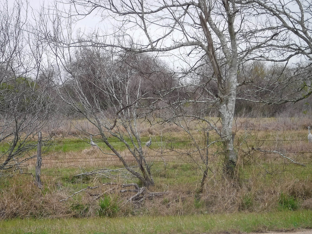 sandhill cranes