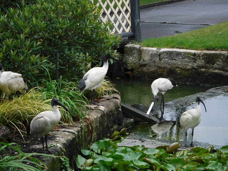 ibis in water