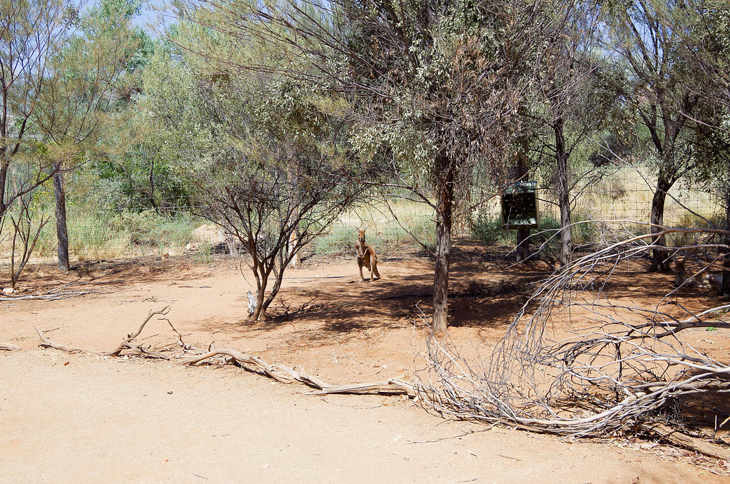 kangaroo