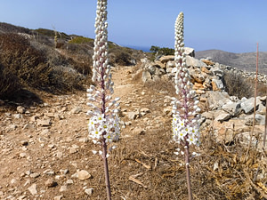 torch flowers