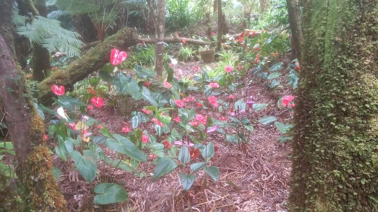 red flowers in the mist