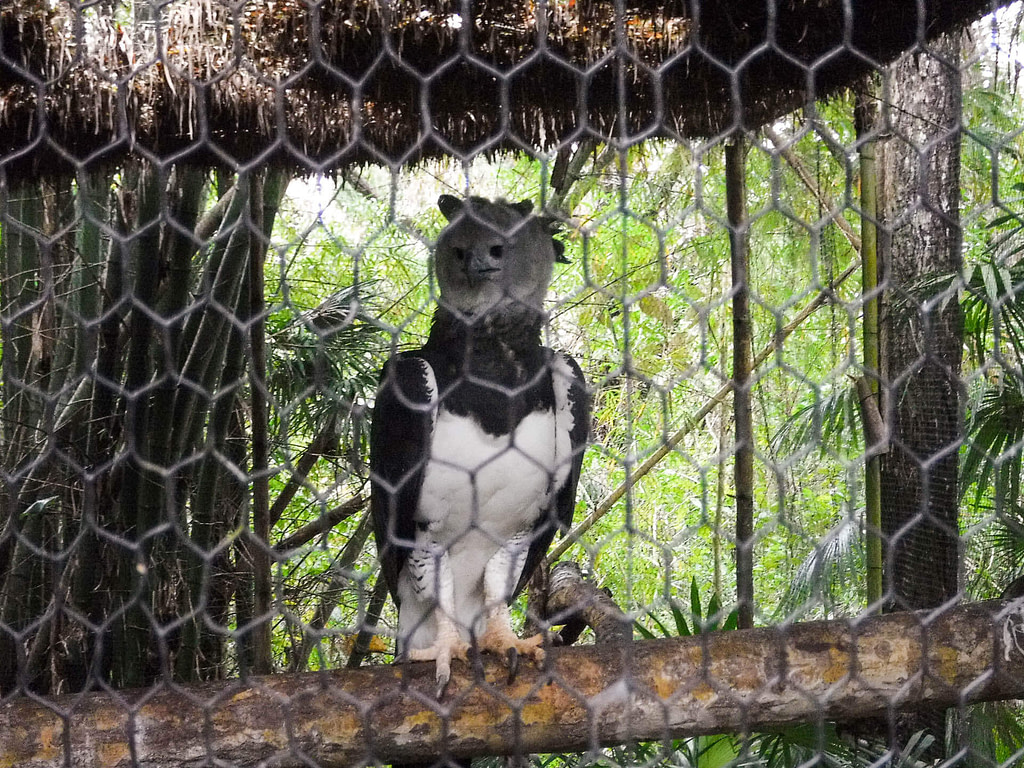 harpy eagle