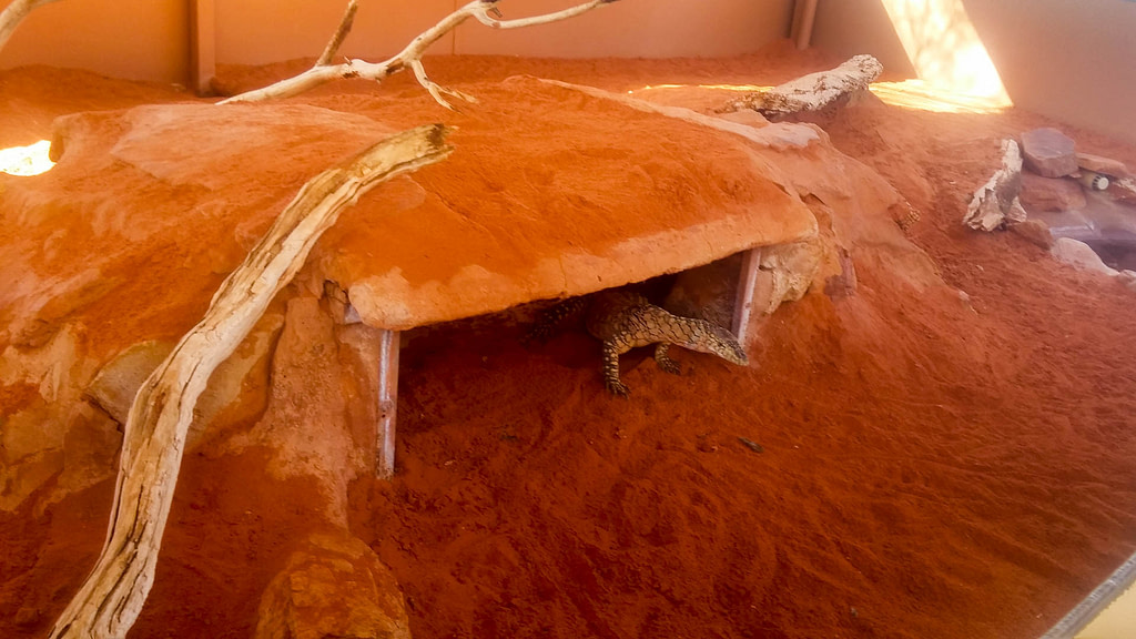 monitor lizard
