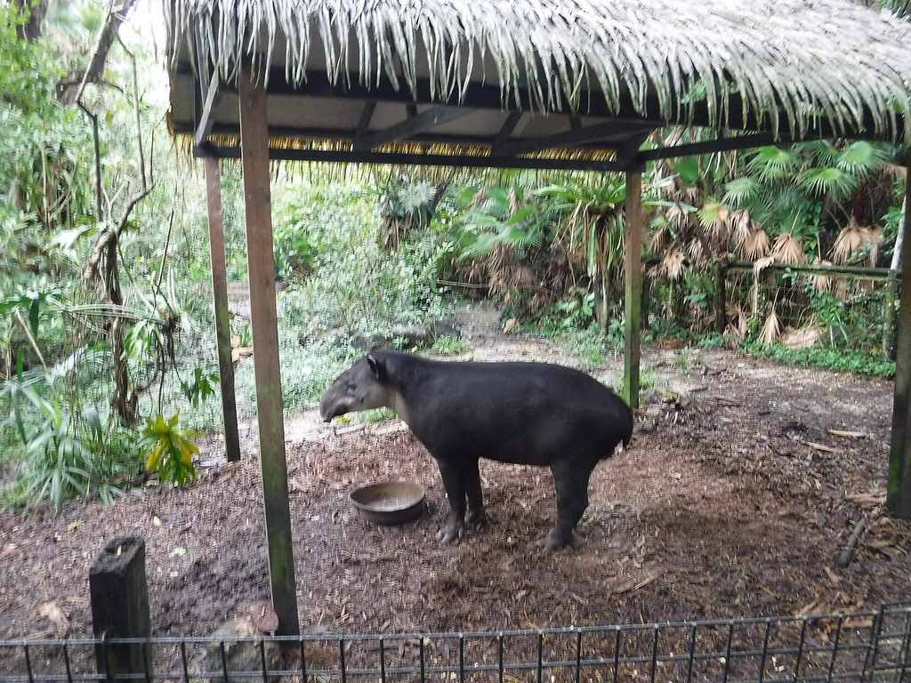 Tapir
