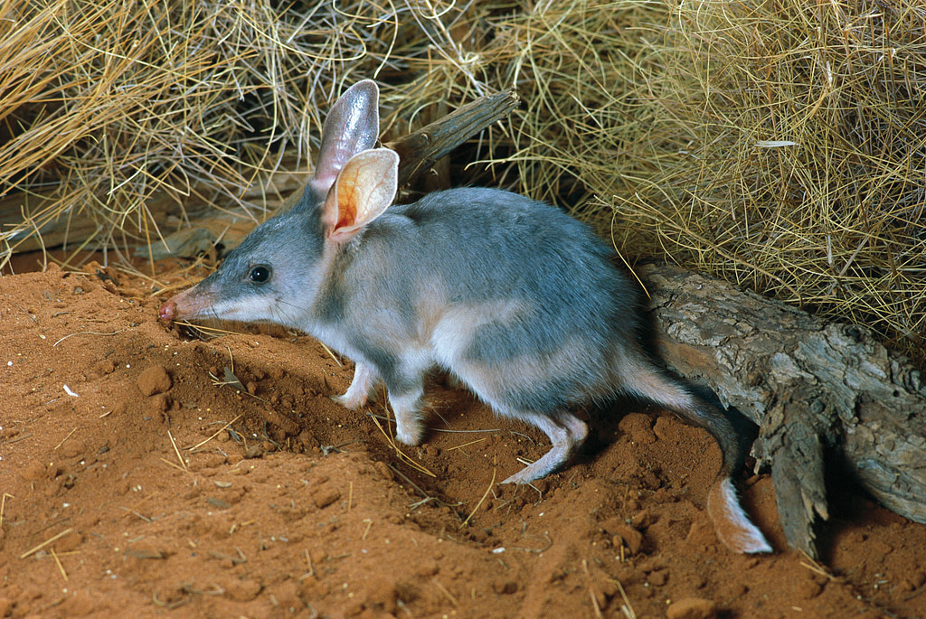 bilby