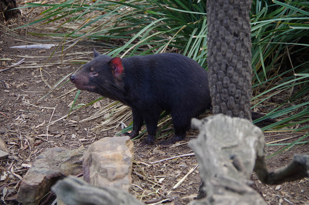 Tasmanian devil