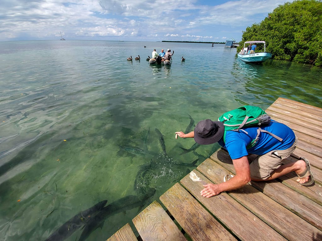 Feeding tarpon