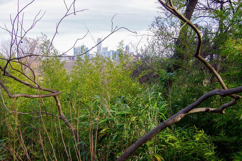 city skyline through trees