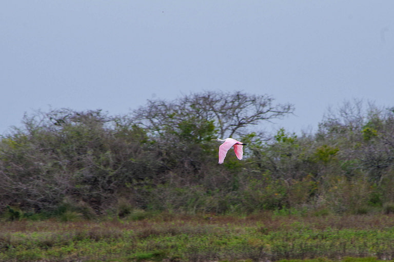 roseate spoonbill flying