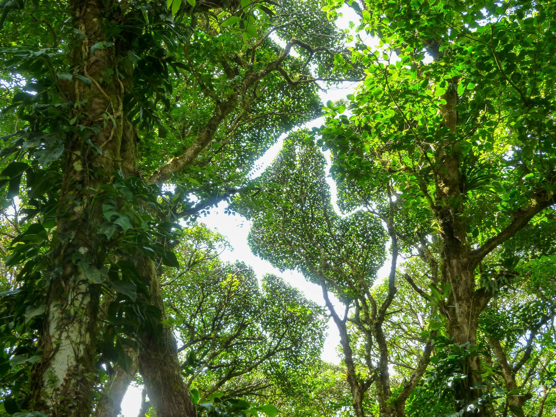 cloud forest tree tops