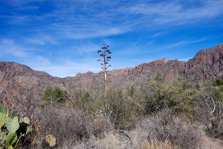 century plant