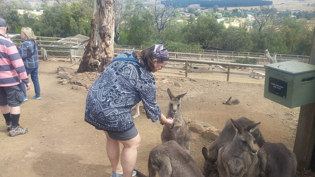 feeding a kangaroo