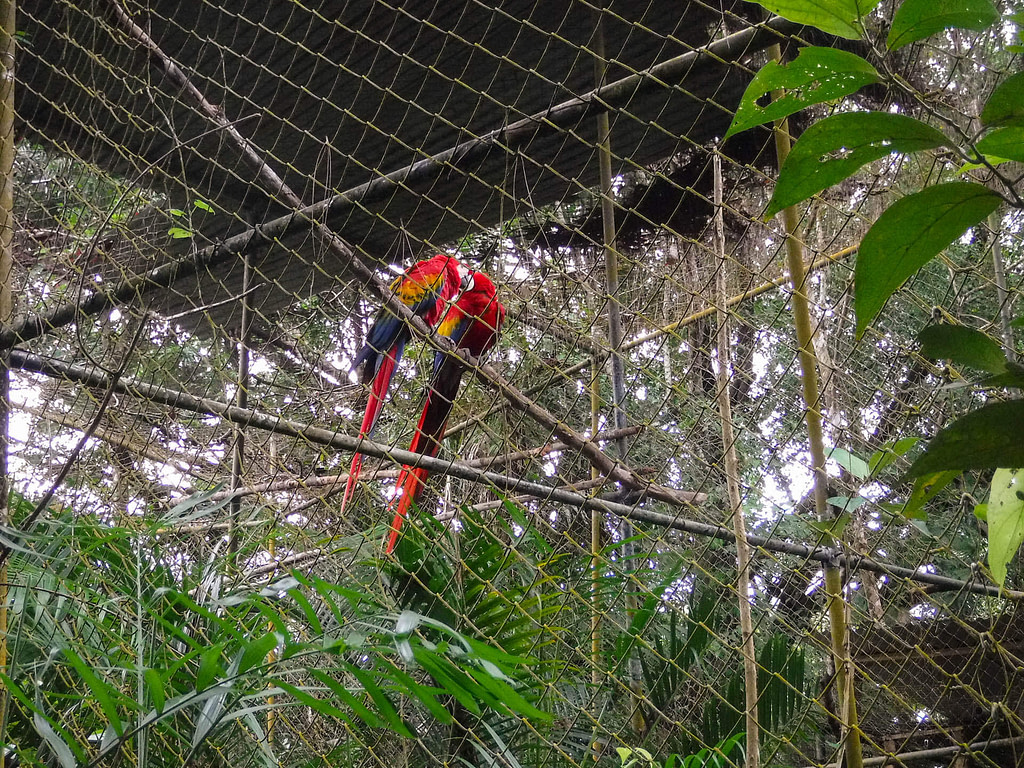 Scarlet macaws