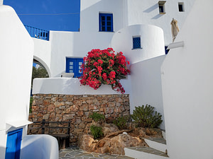 bougainvillea