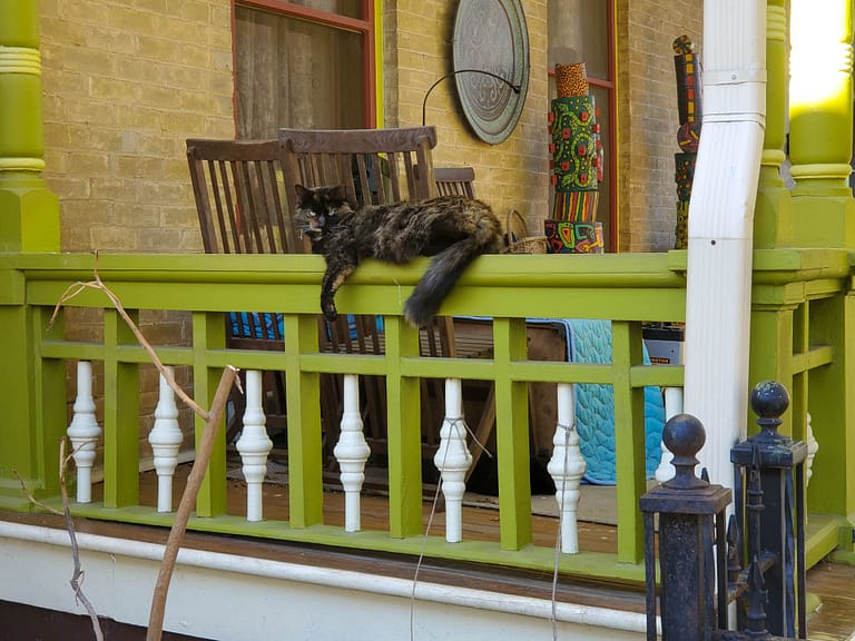 cat on porch railing