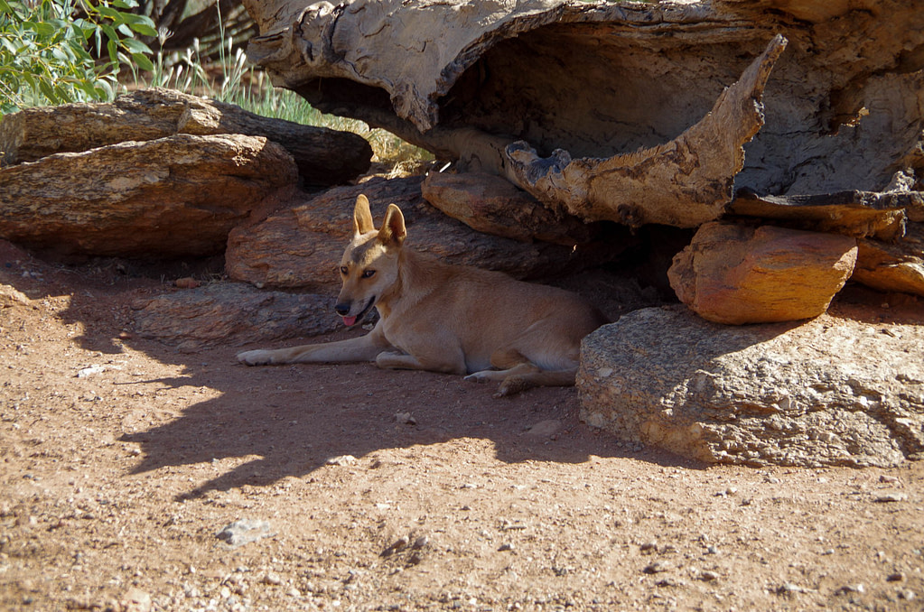 dingo