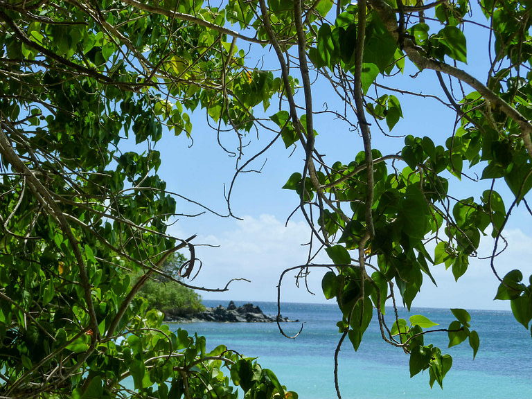 foliage and beach