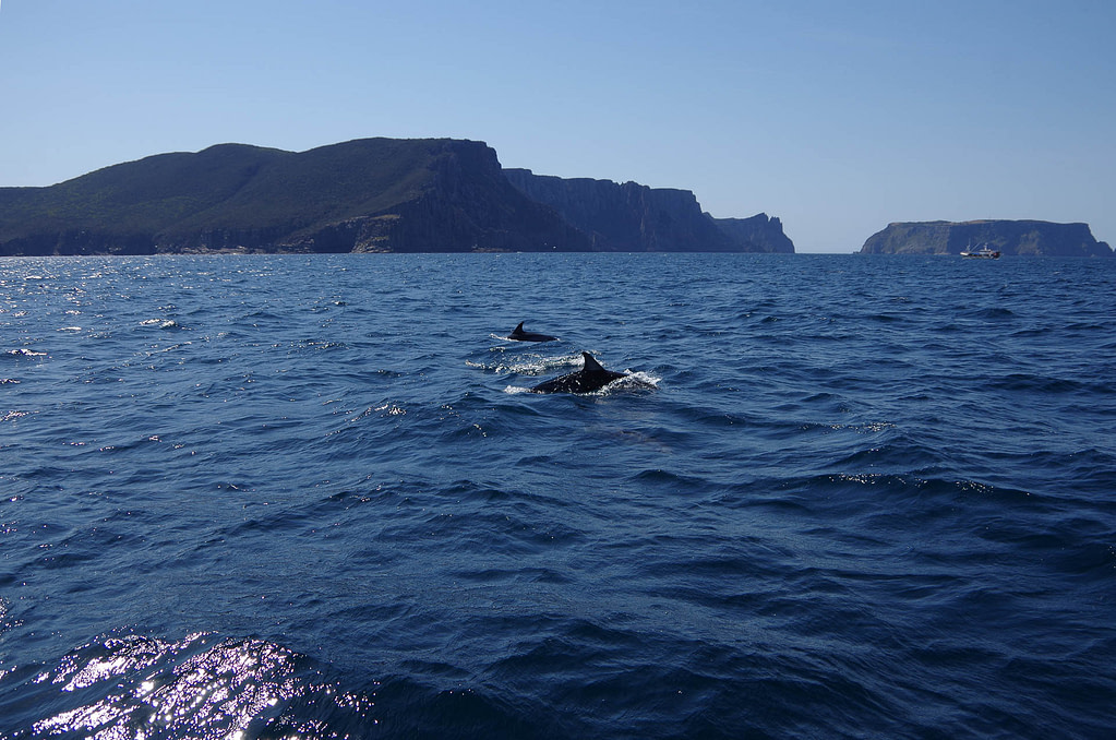 dolphins