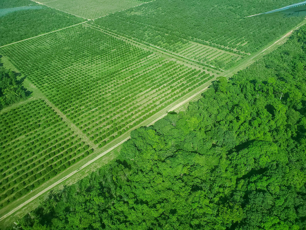 agriculture and jungle from the air