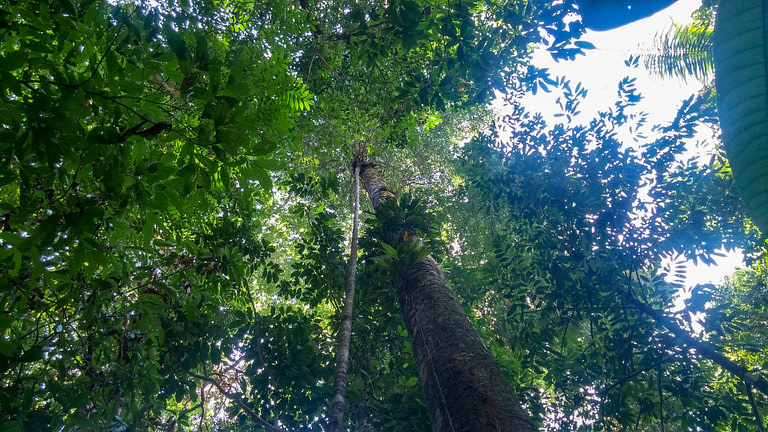 rainforest tree