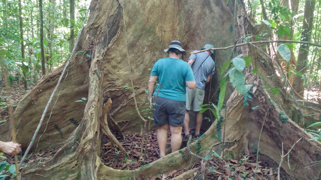 large tree buttress
