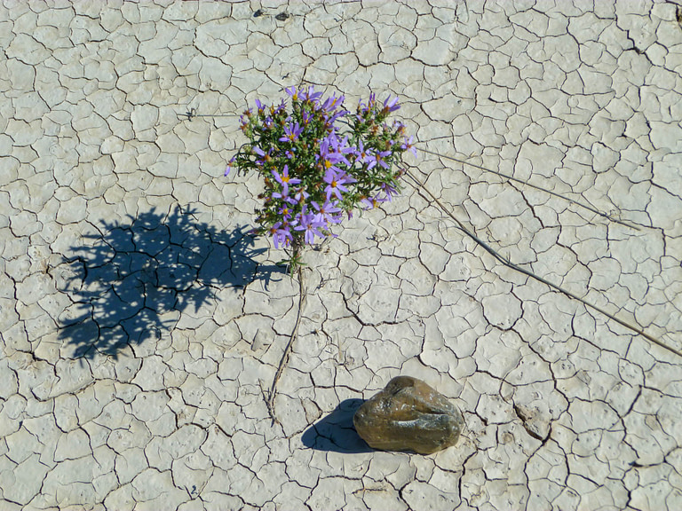 flower in cracked clay