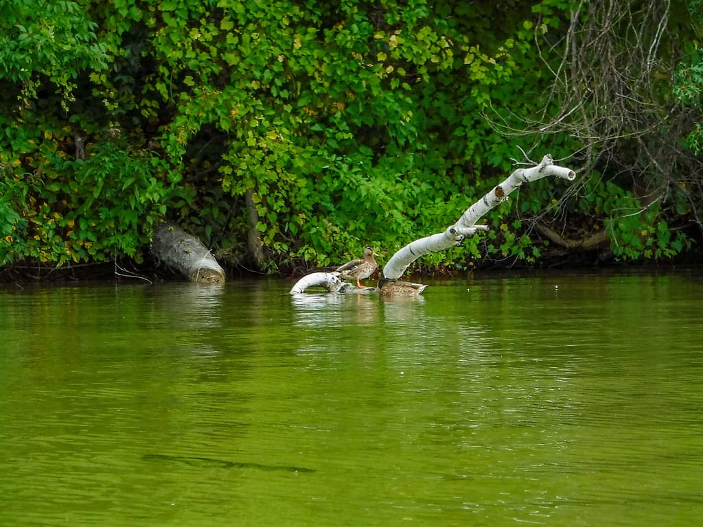 ducks on Duck Lake
