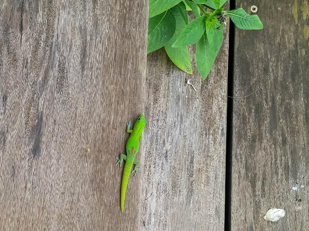 colorful lizard