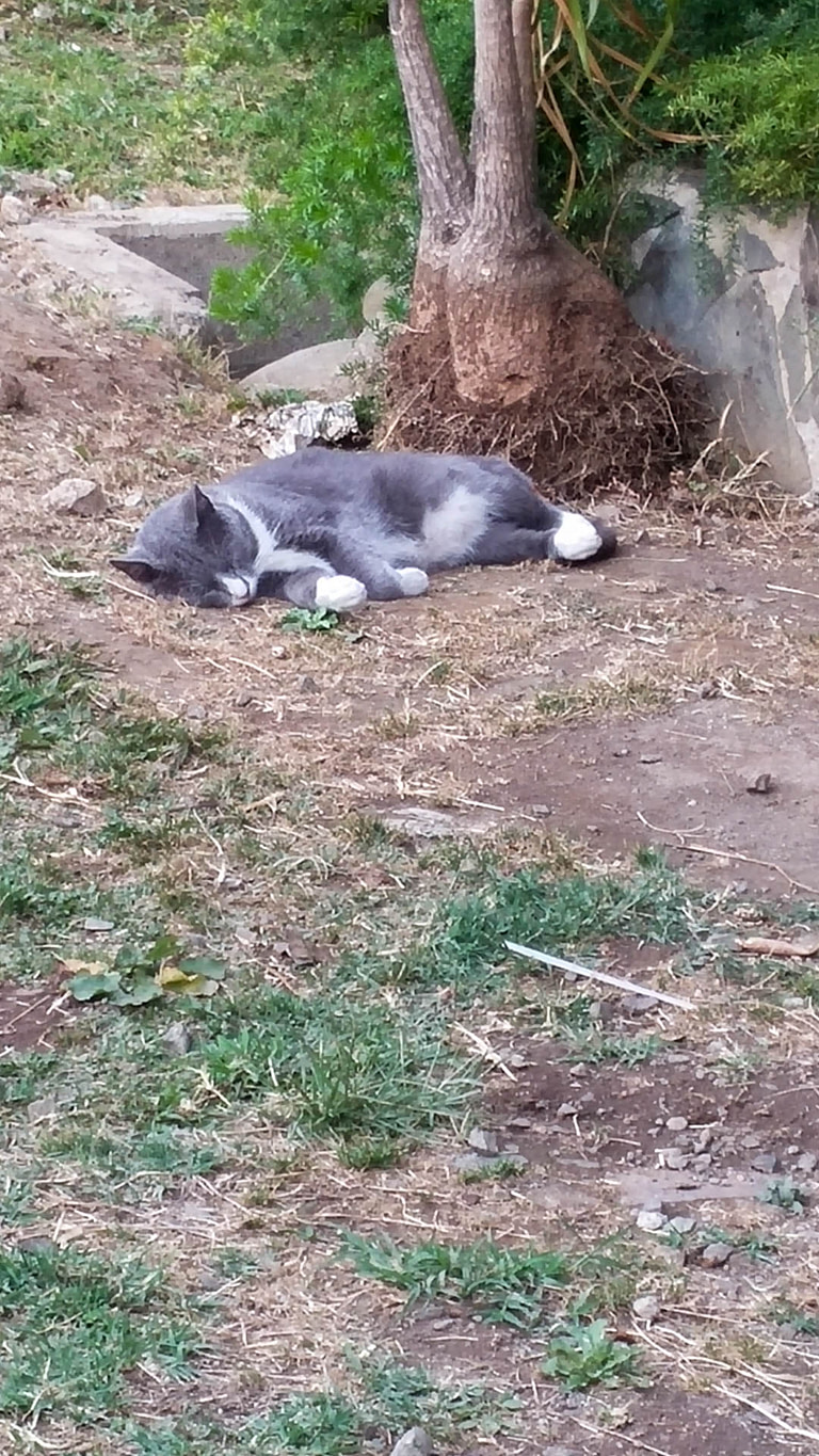 hotel cat