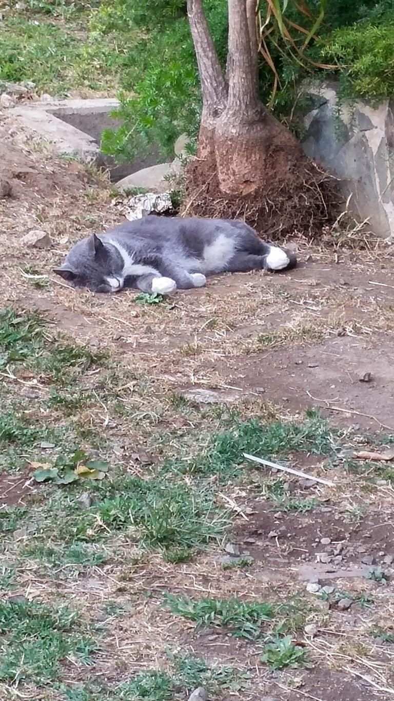 hotel cat