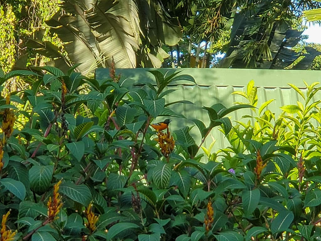 oriole