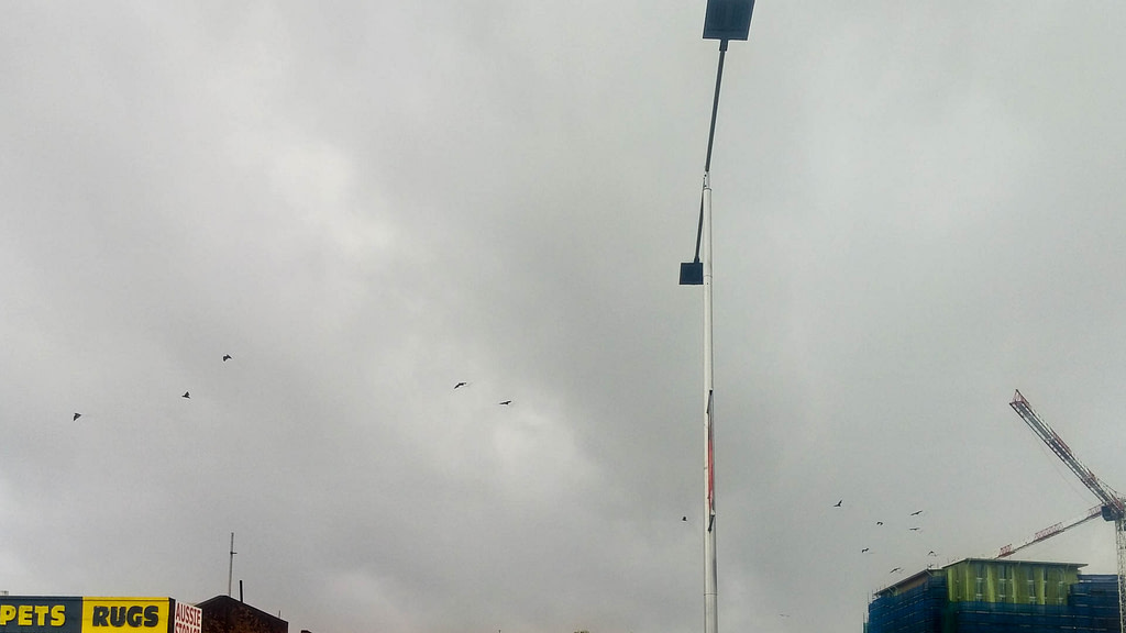 flying foxes