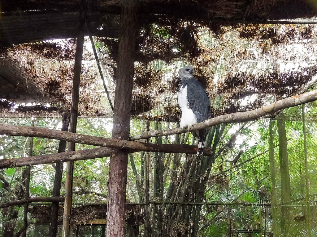 Harpy eagle
