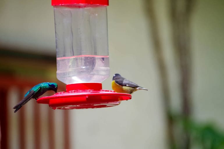 hummingbird plus
