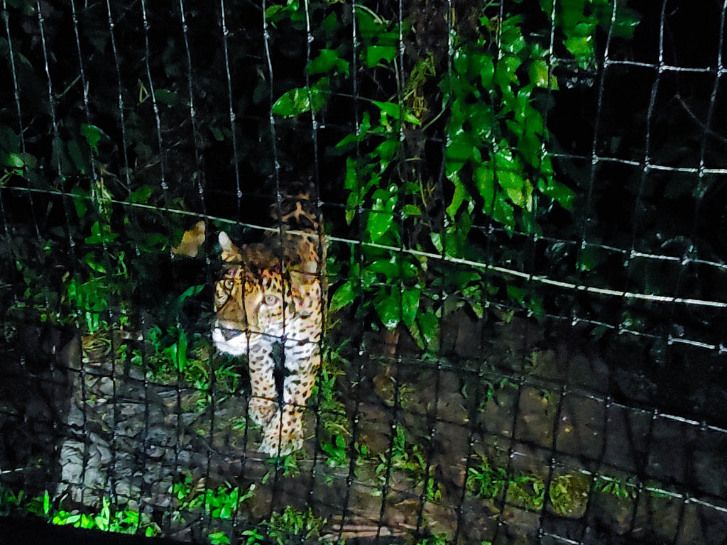 Jaguar