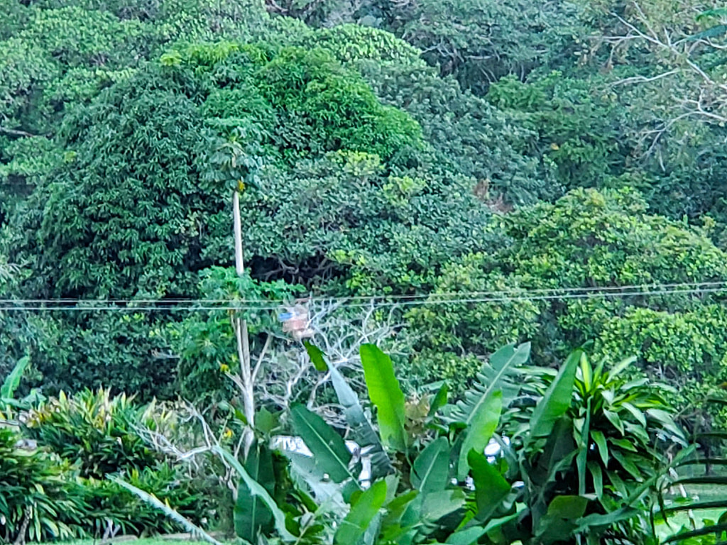 rainforest