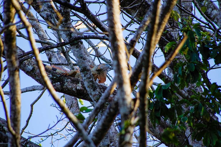 iguana in a tree