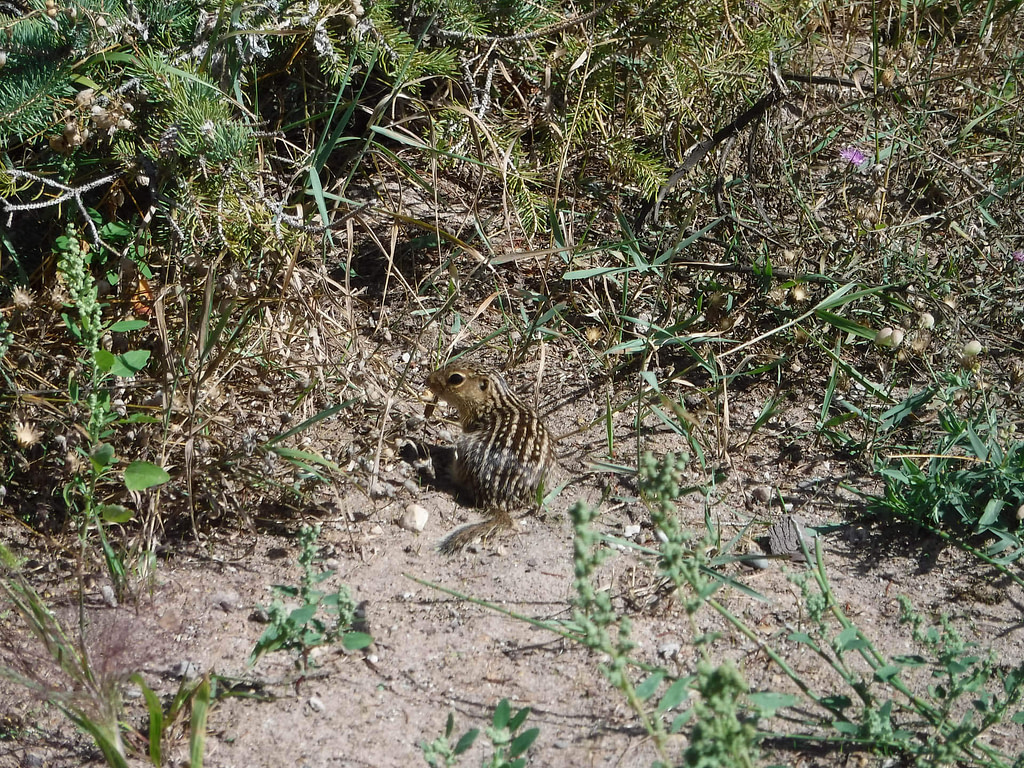 gopher
