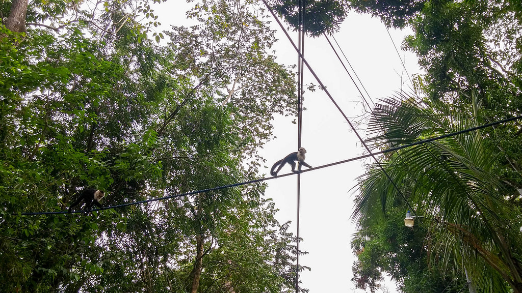 monkeys