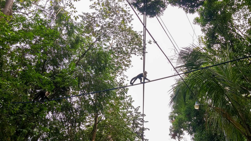 monkeys