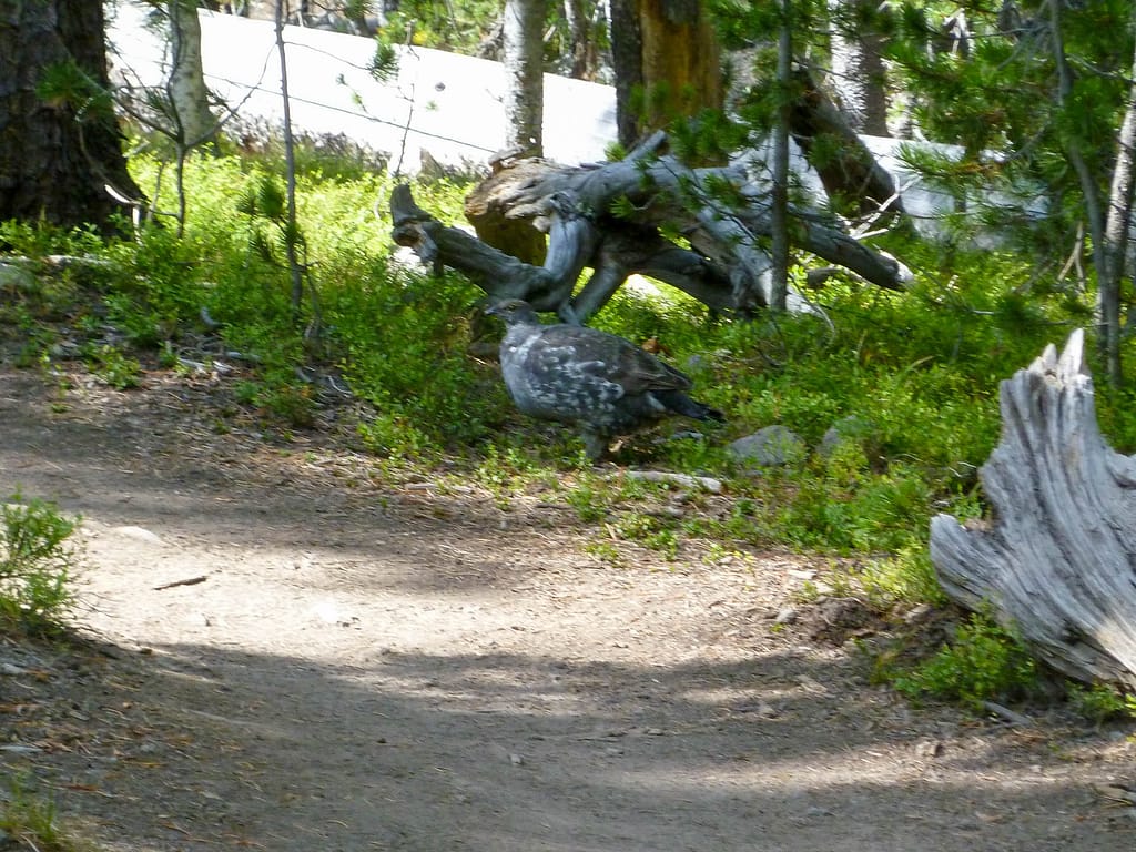 grouse like bird