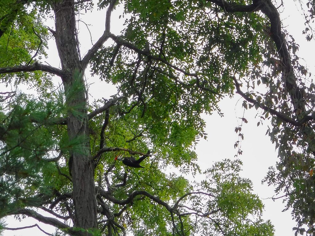 woodpecker
