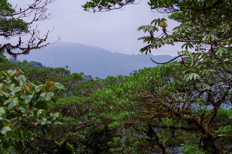 cloud forest with mountain
