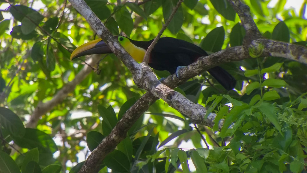 toucan