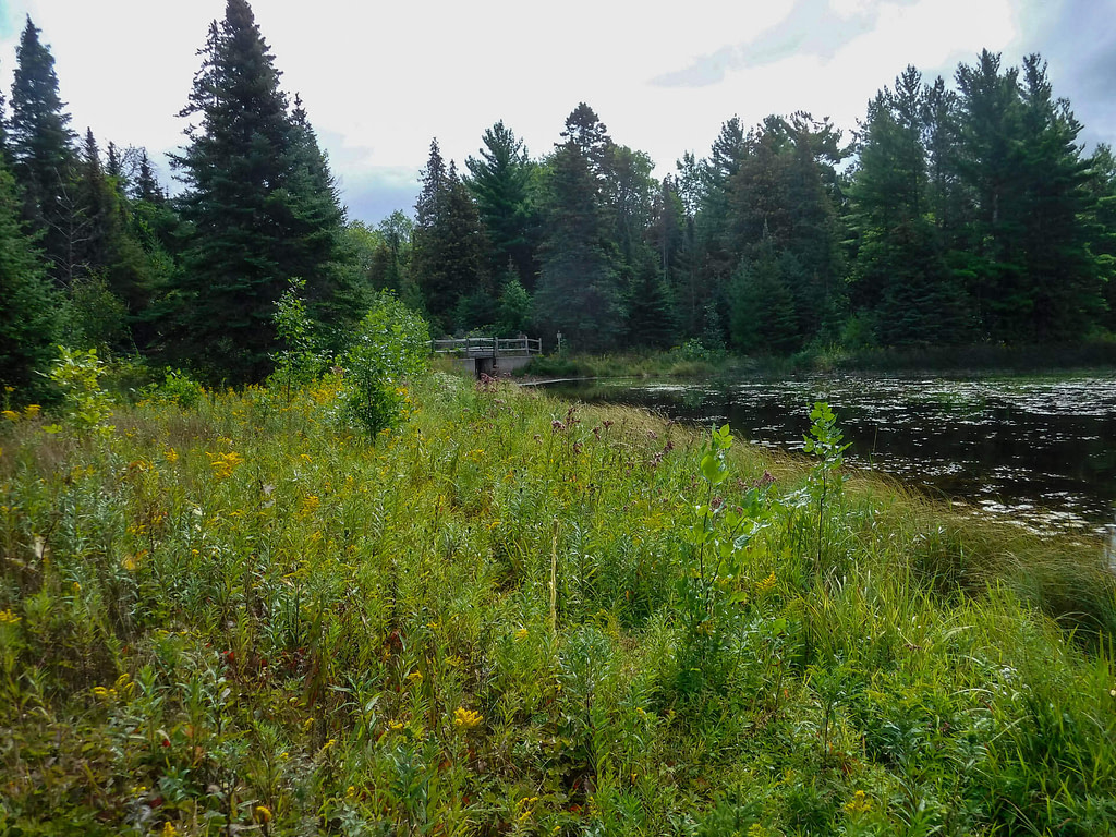 woodland pond