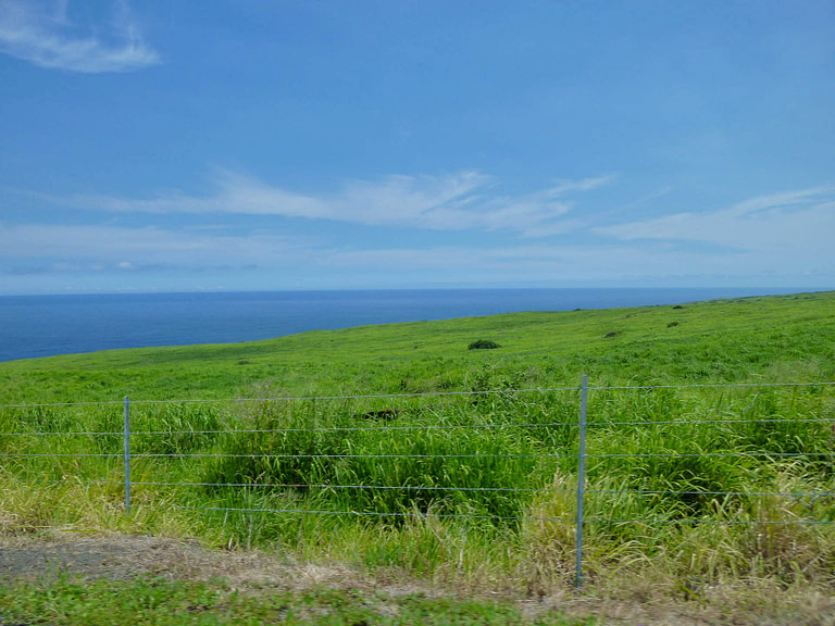 green shore with blue ocean in background