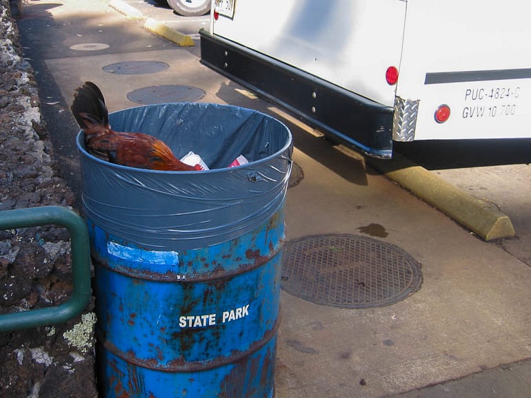 chicken in a trash barrel