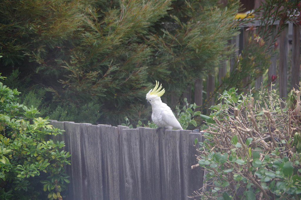 cockatoos