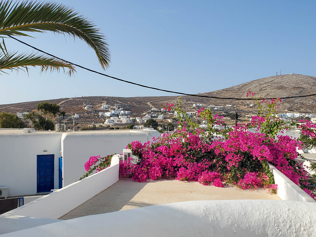 bougainvillea near terrace